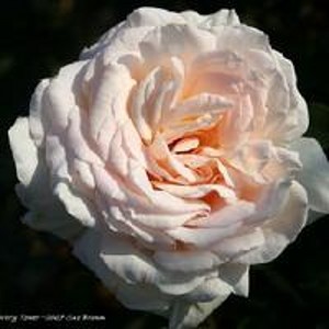 IVORY CASTLE (climber)